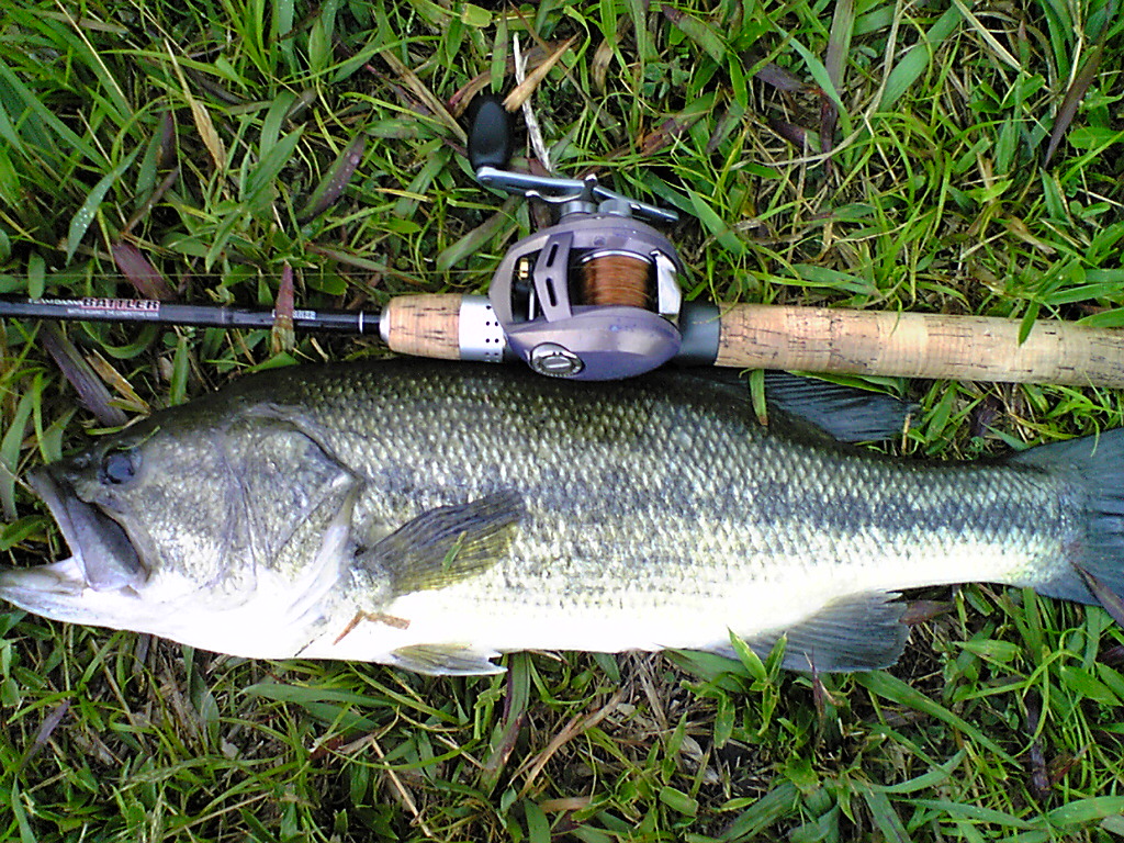 Image064.jpg