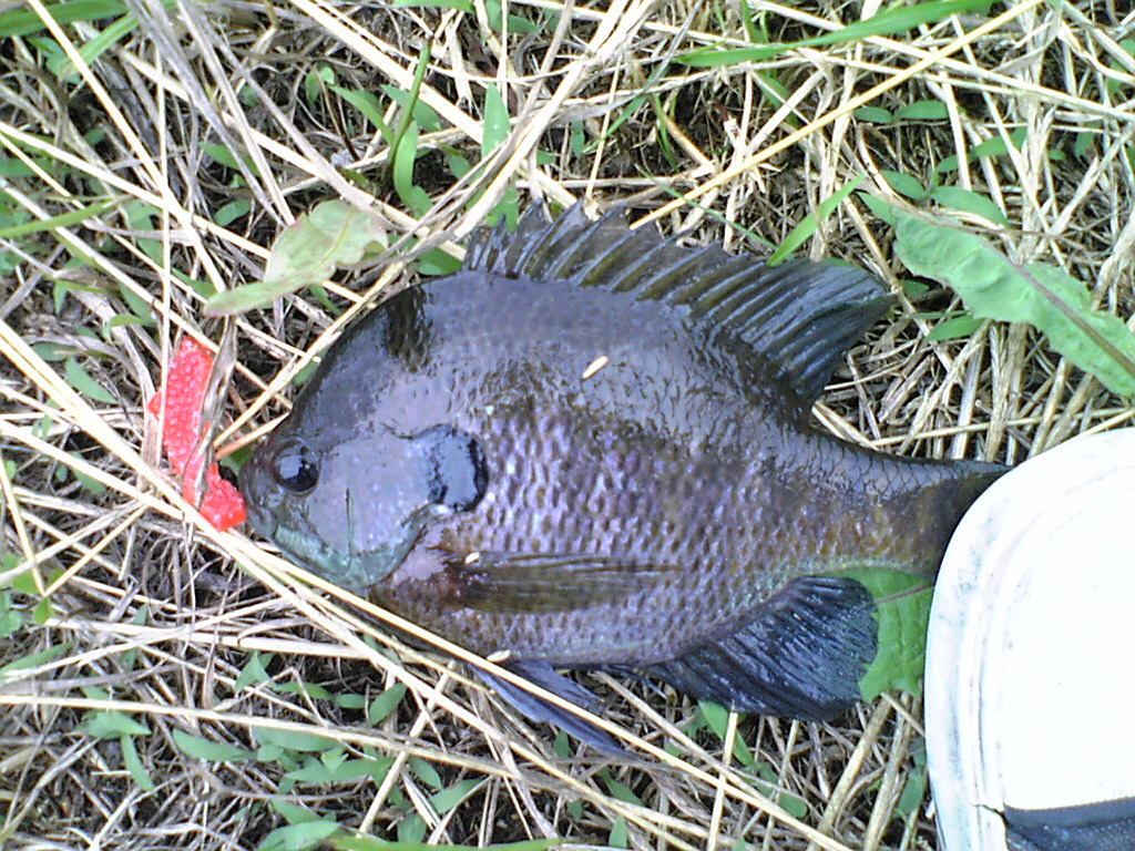 Image108.jpg