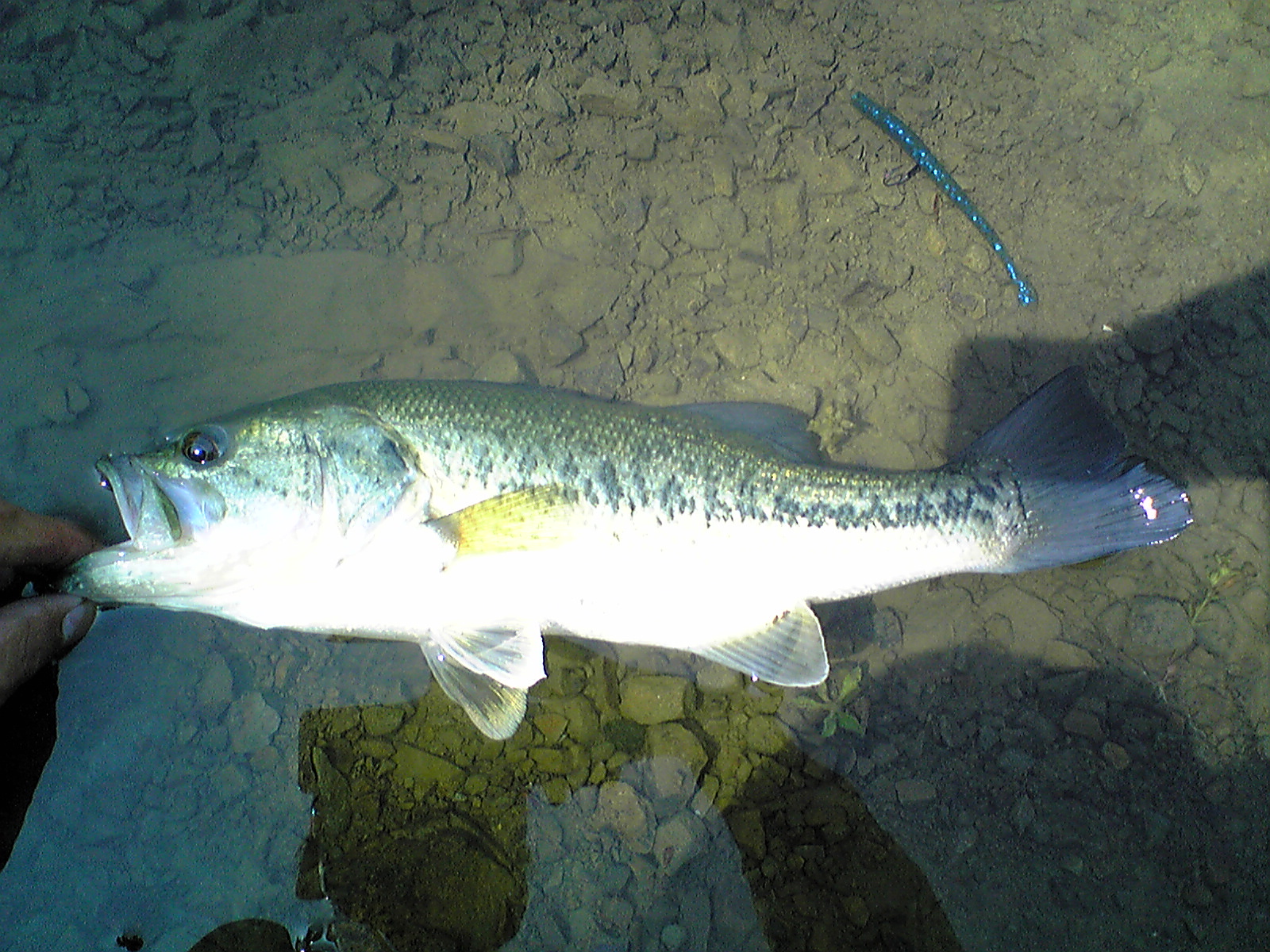 Image017.jpg