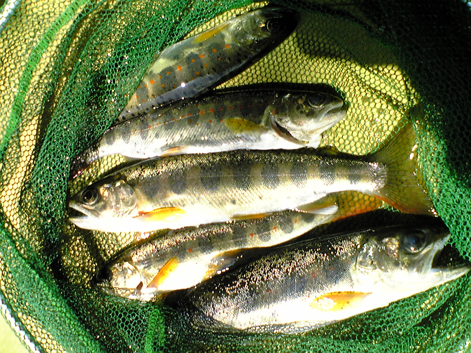 Image018.jpg