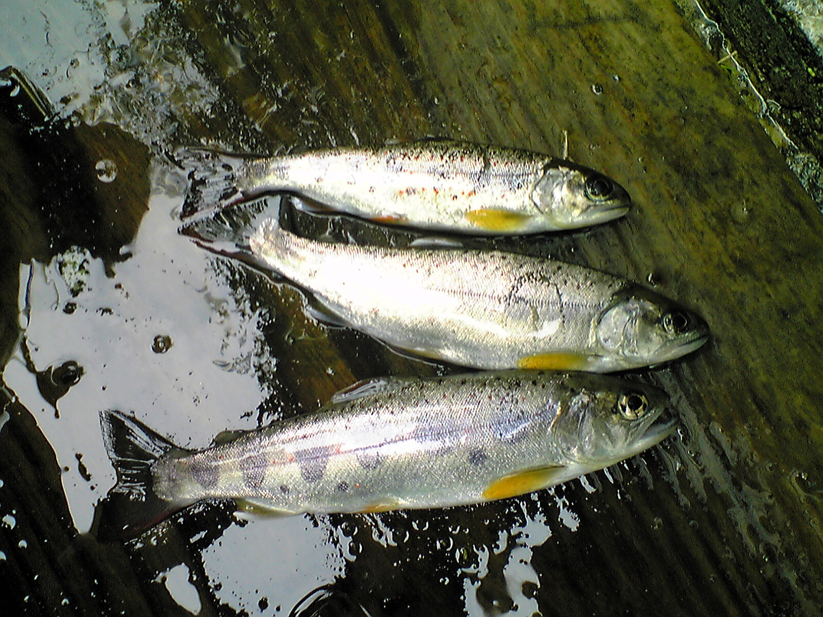 Image077.jpg