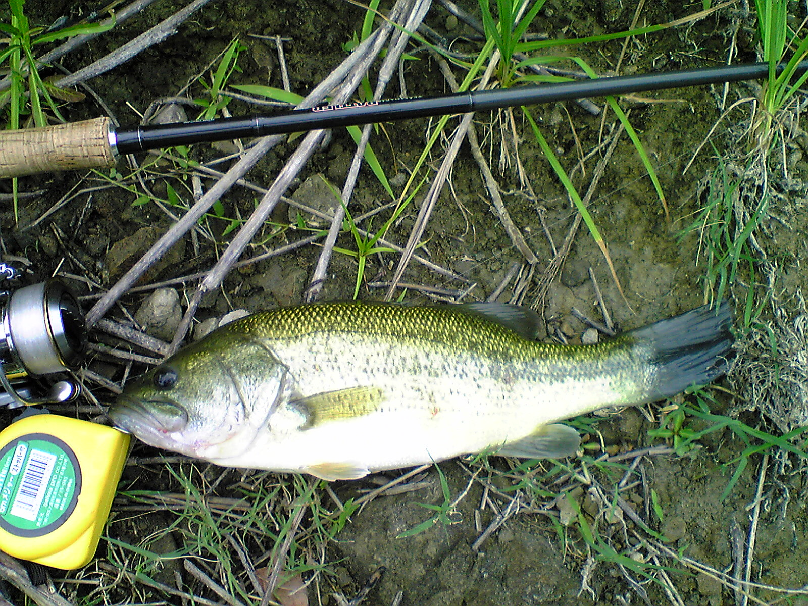 Image135.jpg