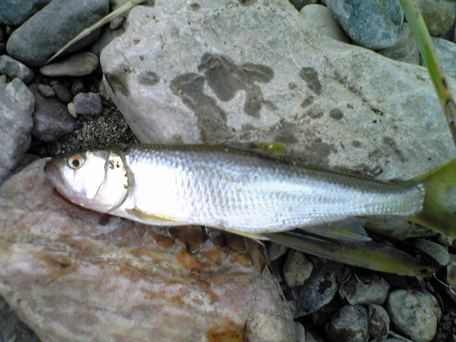 Image141.jpg