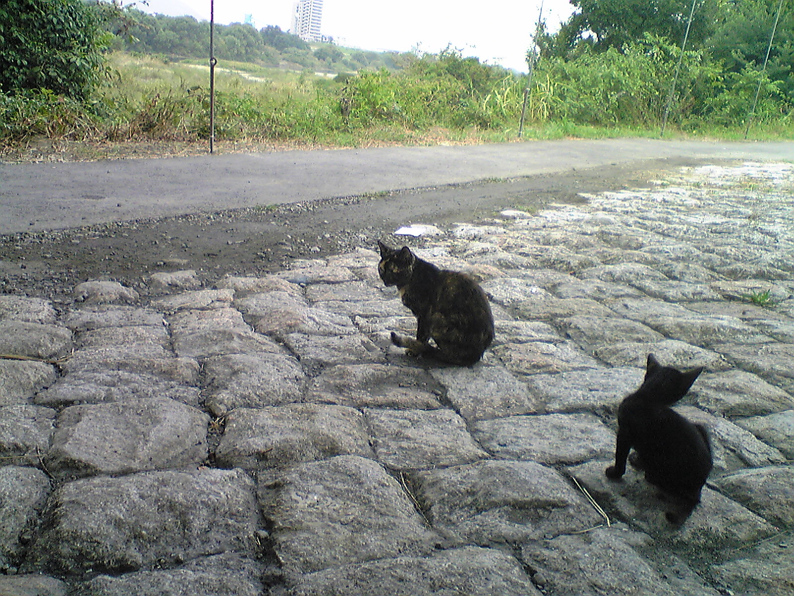 Image142.jpg