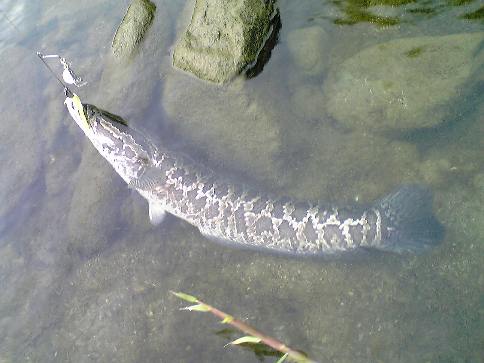 Image143.jpg