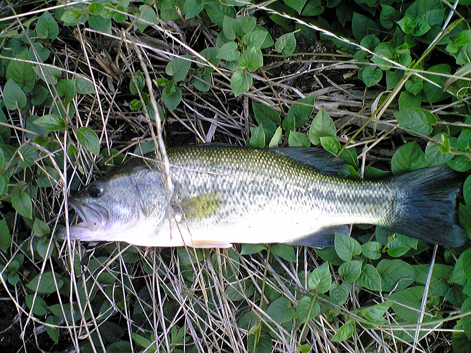 Image144.jpg