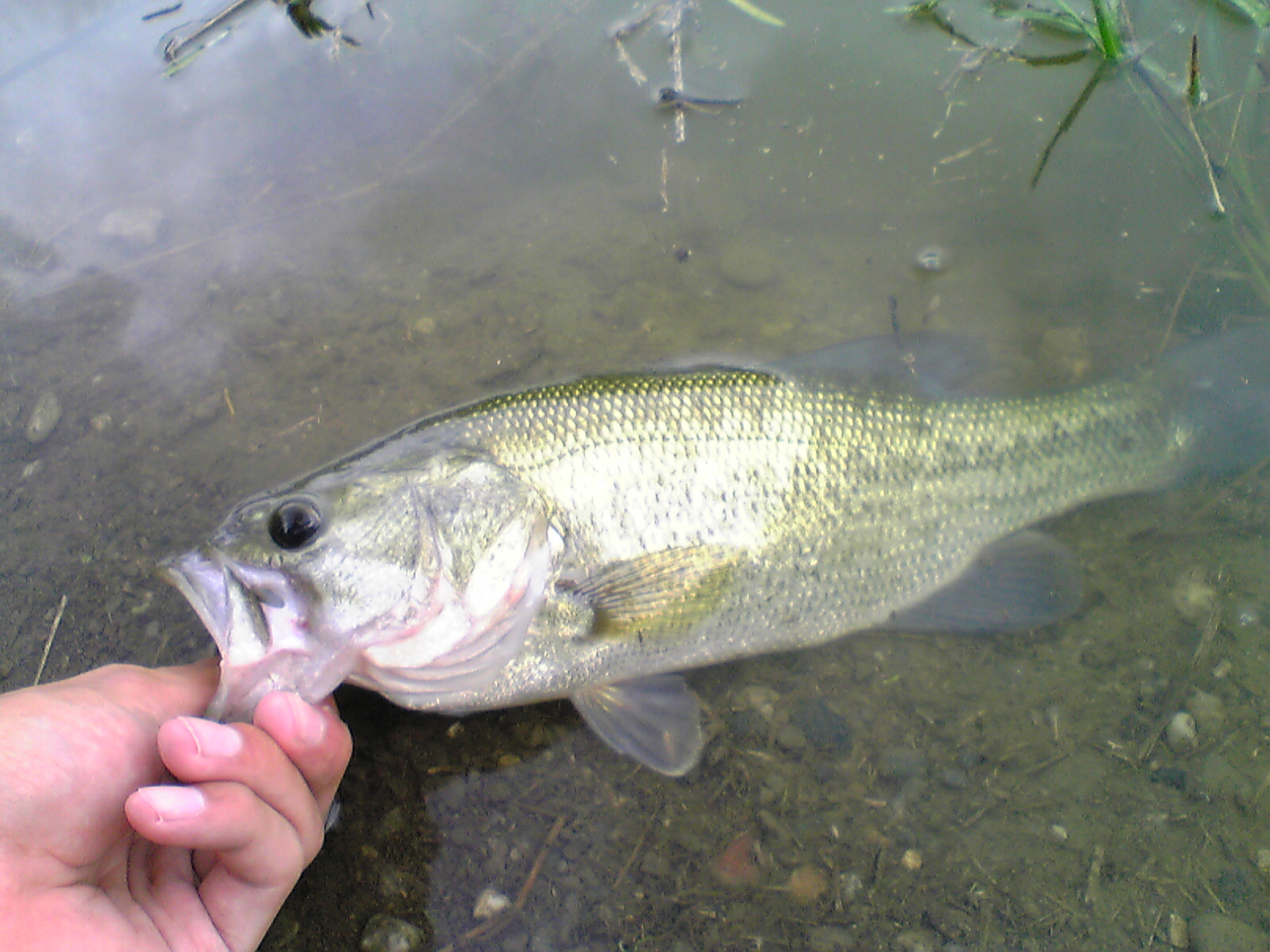 Image150.jpg