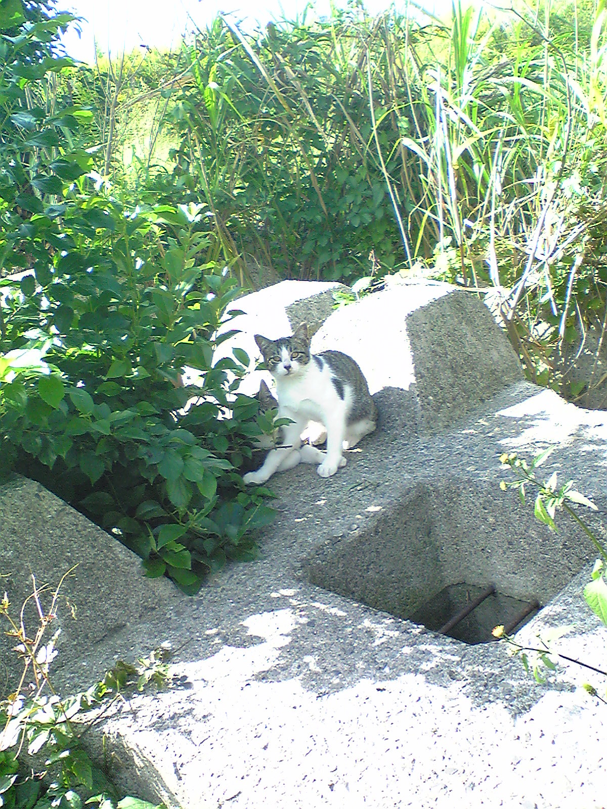 Image164.jpg